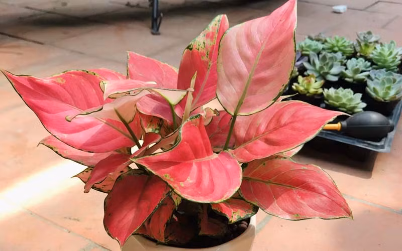  Bên cạnh đó, với sắc đỏ nổi bật, cây hồng phát lộc còn giúp cho không gian sống thêm màu sắc và có điểm nhấn hơn.
