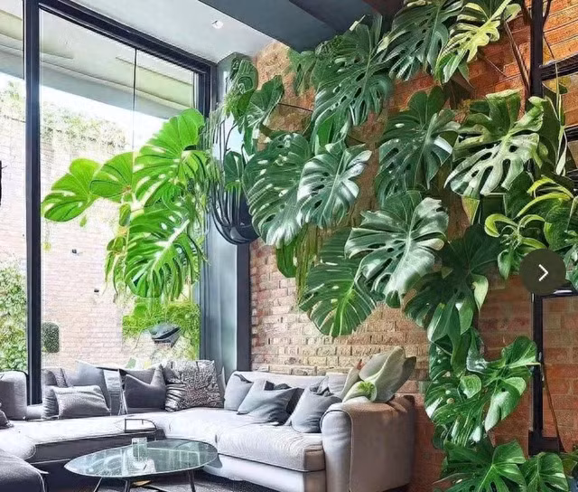 4 bí quyết giúp cây cảnh tài lộc phát triển thành 'quái vật' - Hình 9 4 bi quyet giup cay canh tai loc phat trien thanh 'quai vat'-Hinh-9