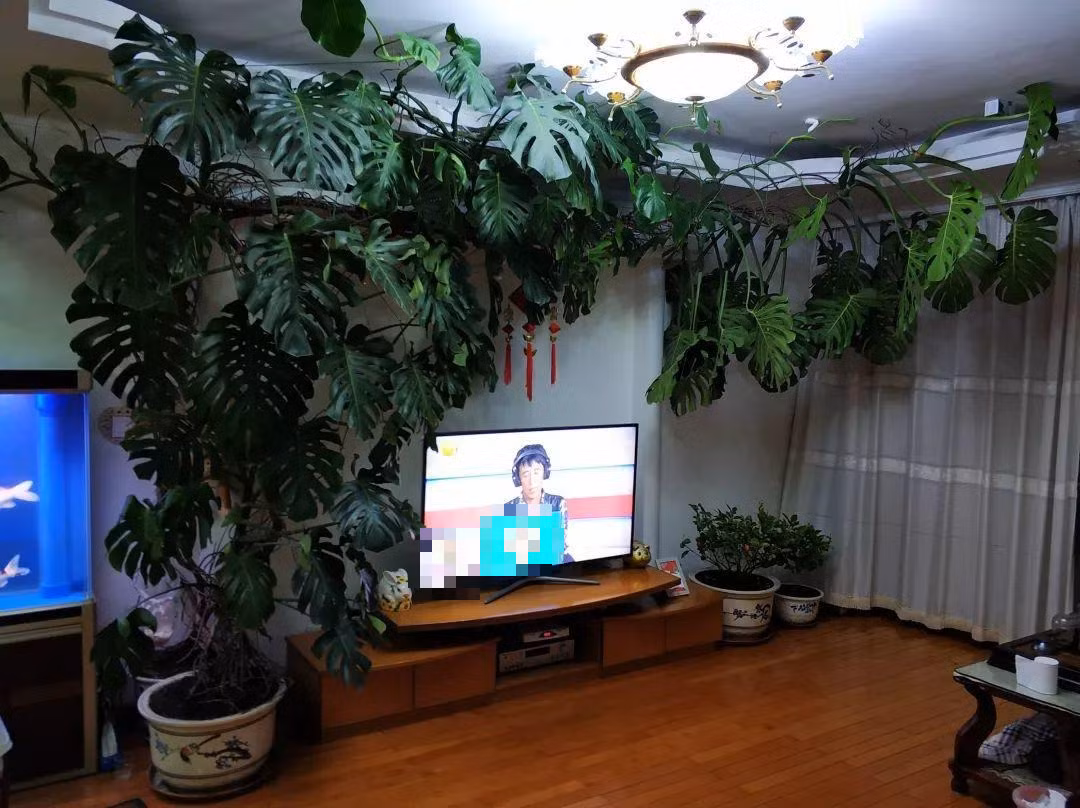 4 bí quyết giúp cây cảnh tài lộc phát triển thành 'quái vật' - Hình 11 4 bi quyet giup cay canh tai loc phat trien thanh 'quai vat'-Hinh-11