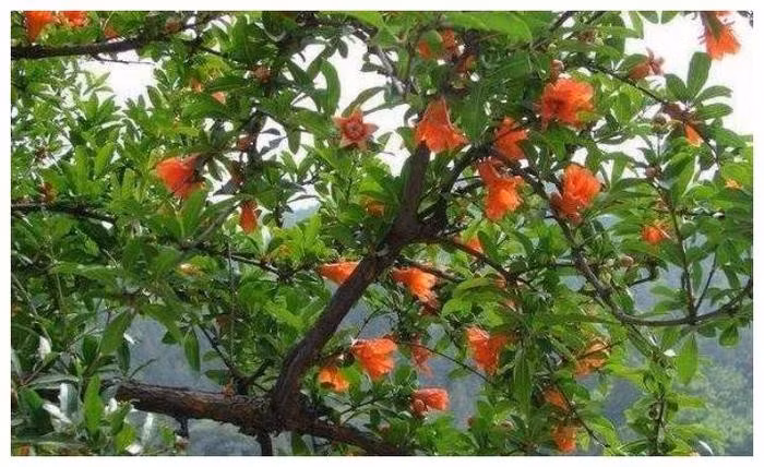 Tại sao cây cối trên lăng mộ Tần Thủy Hoàng có thể nở hoa? - Hình 3 Tai sao cay coi tren lang mo Tan Thuy Hoang co the no hoa?-Hinh-3