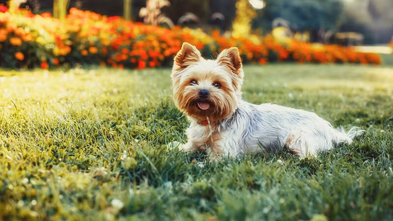 Tuy nhỏ nhỏ xinh xinh như vậy nhưng những chú cún Yorkshire lại có cá tính mạnh, thích ồn ào và cực kỳ thân thiện với mọi người.
