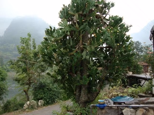 Ngày nay, mọi người trồng xương rồng lê gai chủ yếu để làm cảnh. Thân và hoa xương rồng có nhiều hình dạng khác nhau và có giá trị trang trí cao. 