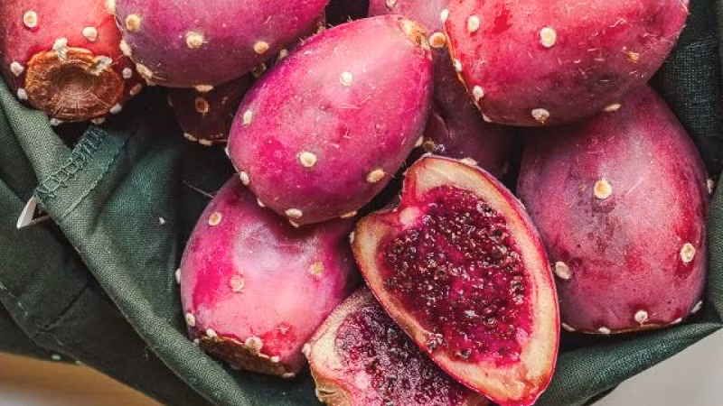  Cây cảnh này nở hoa vào mùa hè, lượng hoa khá nhiều. Sau khi hoa tàn có thể kết quả chi chít trên thân. Quả xương rồng lê gai cũng rất đẹp, hình trứng, có màu sắc biến đổi từ xanh, vàng, đỏ đến tím, treo thành hàng ở mép thân cây nhìn dễ thương và đẹp mắt.