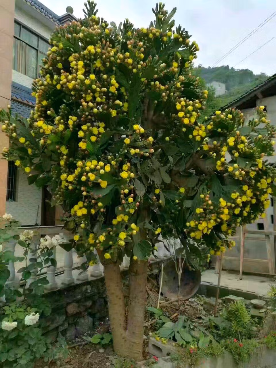  Nhiều cánh hoa xếp chồng lên nhau mở thành hình chiếc cốc lớn, có thể lên đến 5-6cm. Đầu nhụy màu xanh lục ở giữa được bao quanh bởi nhiều nhị hoa có đầu phấn hoa, có mùi thơm ngọt. Mỗi bông hoa chỉ tồn tại một ngày nhưng một chùm nụ sẽ nở trong nhiều ngày. Một nhóm cây có thể nở hoa trong vài tuần. 