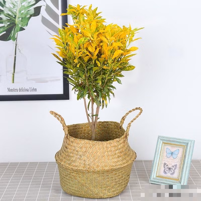  Mạnh mẽ: Cây cảnh này có thể duy trì lá tươi tốt trong các mùa hoặc môi trường khác nhau, tượng trưng cho sức sống và năng lượng. 