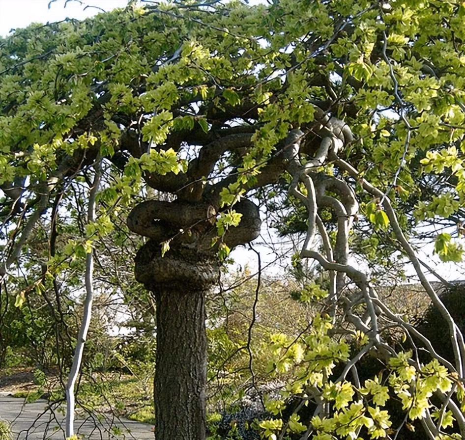 Bản thân cây du có tuổi thọ tương đối cao. Người ta nói rằng cây du sống lâu nhất hiện nay đã phát triển được hơn 1.000 năm. Do đó, người xưa cho rằng, khi trồng cây du trong nhà ngụ ý về sự trường thọ. Đặc biệt nếu trong nhà có người già thì việc trồng cây du là lời chúc phúc tốt lành, được mọi người coi trọng.