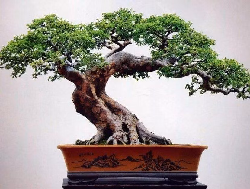Người xưa coi cây du như một lá bùa hộ mệnh. Người xưa tin rằng chỉ cần có cây du trước nhà thì có thể tránh được một số điều không hay xảy đến và mang lại bình an, sức khỏe cho gia đình.