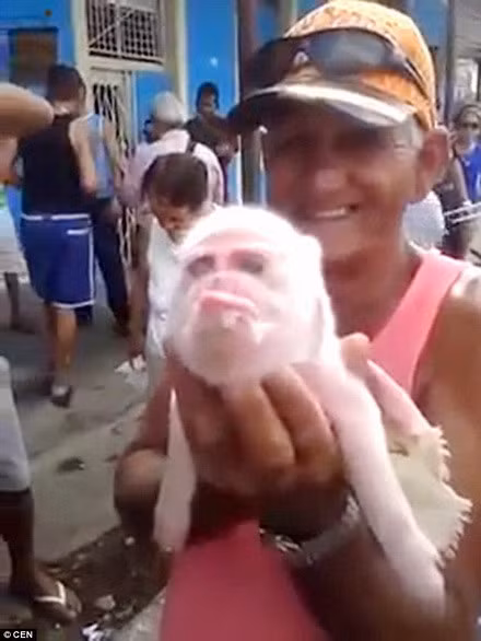  Người chủ của con lợn mặt khỉ bế nó trên tay để khoe với mọi người. 
