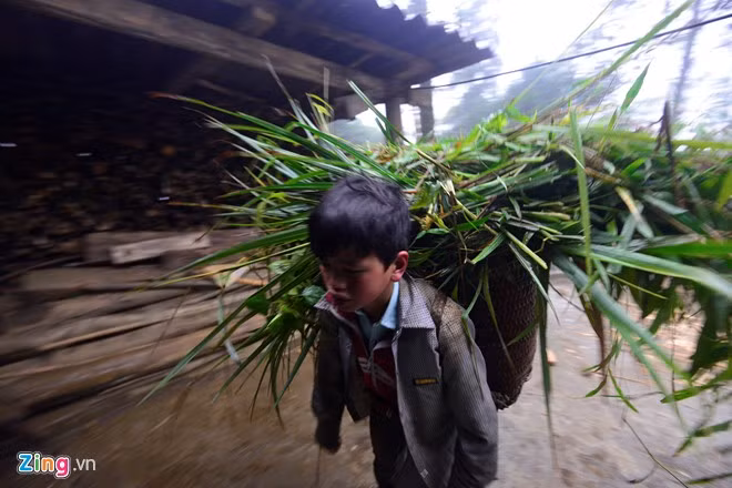 Lượng thức ăn cho trâu bò được người dân dự trữ, nhưng nhiều hộ cho biết lượng rơm và cỏ chỉ đủ trong 7 - 10 ngày.