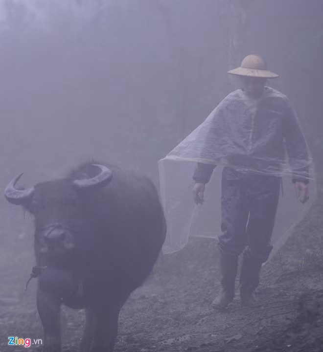 Nhiệt độ xuống còn 3 - 5 độ C kèm theo sương mù dày đặc khiến người dân rất vất vả. Ông Chảo A Tà, trưởng thôn Can Hồ B cho biết, cả thôn có hơn 70 con trâu đã được người dân đưa về chuồng.