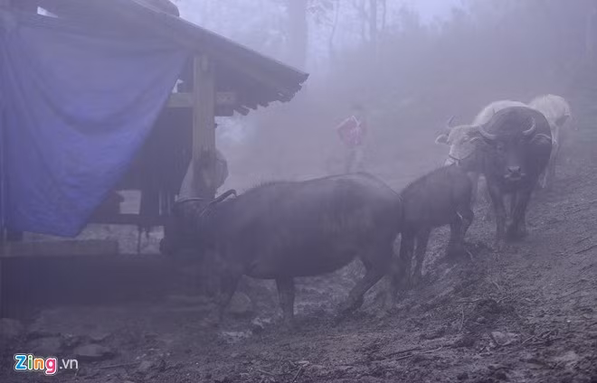 Những con trâu được lùa về chuồng sớm hơn ngày thường tại thôn Can Hồ B. "Nếu như nhiệt độ xuống thấp nữa, khu vực này cùng với Ô Quy Hồ sẽ có băng giá đầu tiên", một người dân cho biết.