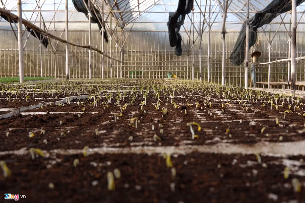 Có khẩu lớn nhất ở mức f/2.0, XF 35mm F2 có trường ảnh (DOF) mỏng.