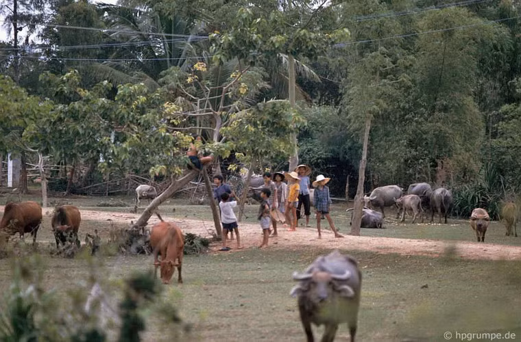 Trẻ em bên những đàn trâu bò.