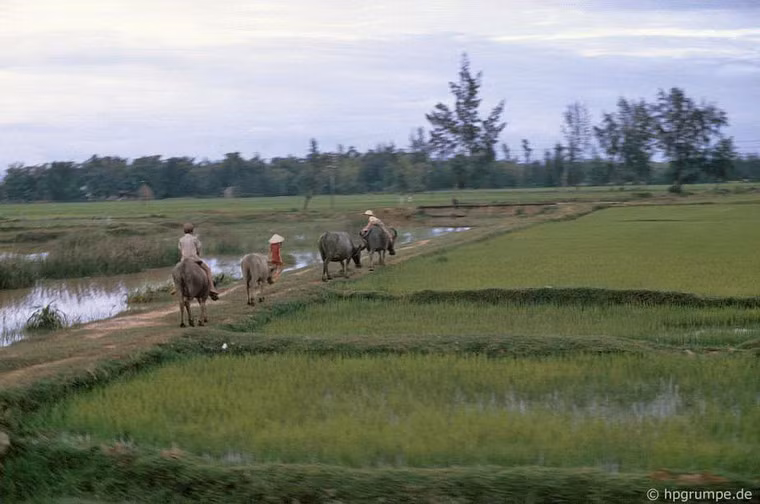 Những chú trâu ra đồng.
