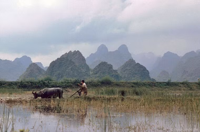Cày bừa bằng trâu.
