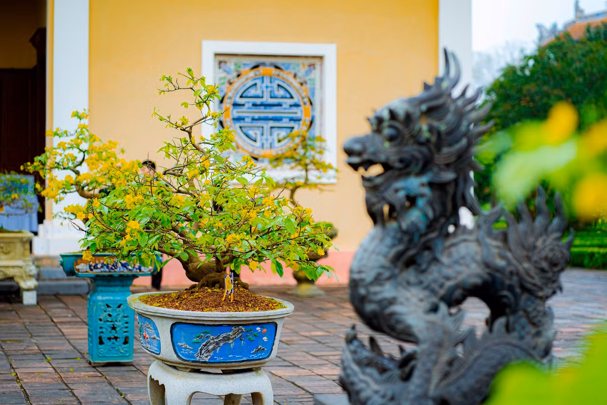 Để chơi được mai Huế cần sự đam mê. Người chăm sóc mai phải làm sao cho hoa mai được đâm chồi nảy lộc đúng dịp, những cánh mai được lâu tàn và giữ được màu vàng vương giả của hoa mai. Ảnh: Đình Hoàng.