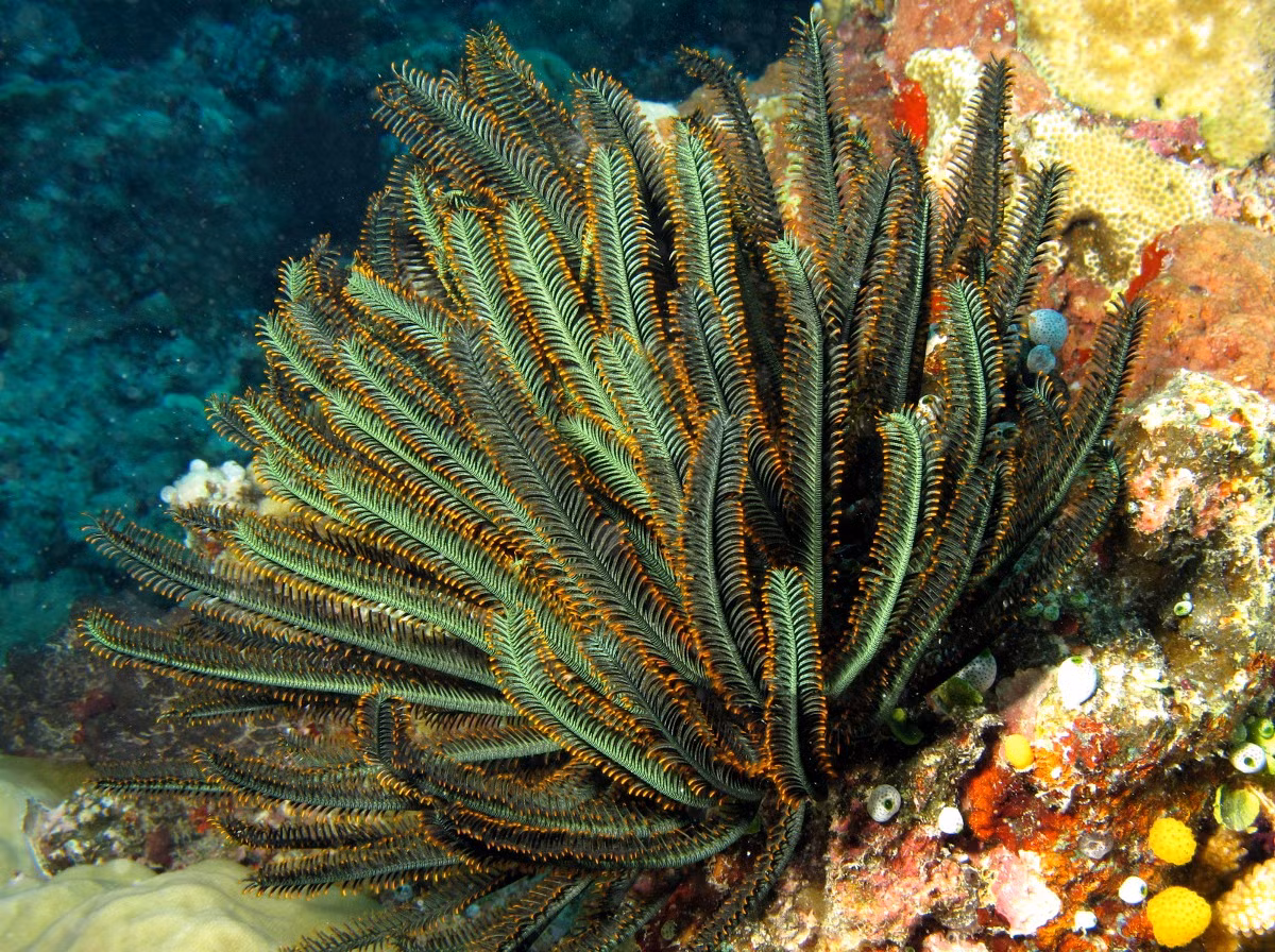 Huệ biển vàng tươi (Oxycomanthus bennetti) dài 10-15 cm, phổ biến ở Tây Thái Bình Dương. Loài này cùng phần lớn họ hàng của mình lọc thức ăn tích cực nhất vào ban đêm, khi các dòng biển chảy mạnh nhất.