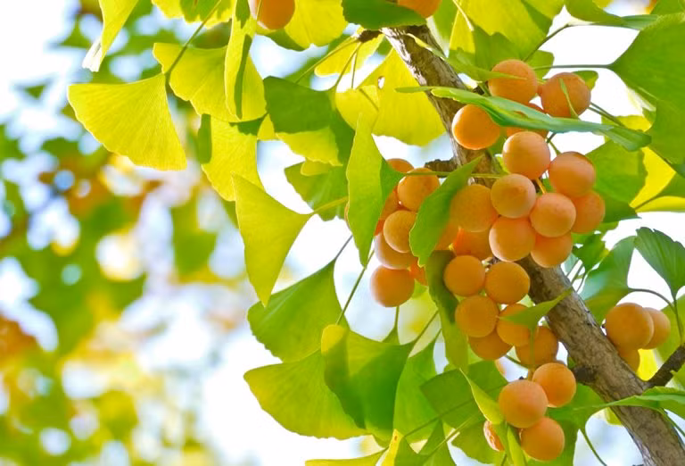 Bạch quả. Mỗi khi mùa thu đến, lá của cây bạch quả sẽ chuyển sang màu vàng rất giống với màu vàng mà mọi người ưa thích nên có tên là "cây vàng".