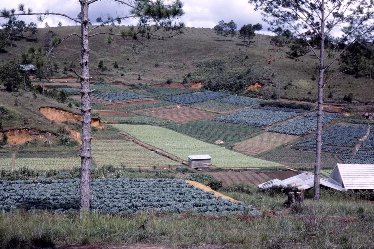 Các ruộng rau ở ngoại vi Đà Lạt.