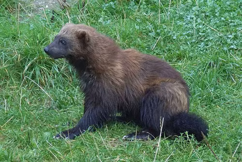 6. Wolverine.