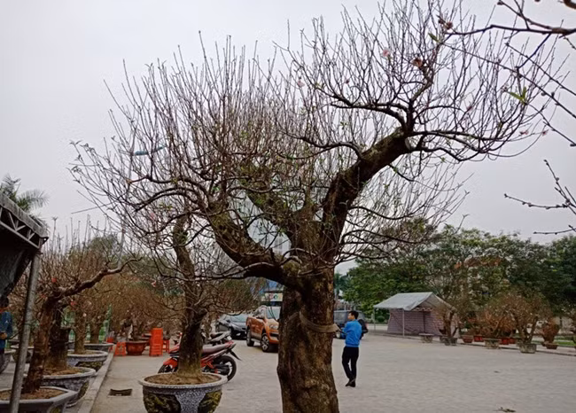 Theo một chủ vườn cho biết, những cây đào khủng chủ yếu là gốc đào rừng được tiến hành ghép cành, ghép mắt cho phù hợp vóc dáng, thẩm mỹ. Người dân Hà Thành tha hồ chiêm ngưỡng, chọn lựa những gốc đào “siêu đỉnh” vào mỗi dịp năm mới.
