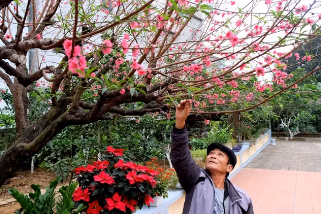 Mỗi dịp Tết đến, cây đào tuyệt đẹp của ông Lâm lại trở thành tác phẩm thưởng lãm được rất nhiều bà con trong làng yêu thích.