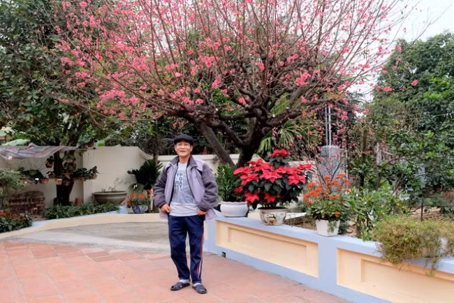 Nổi tiếng bậc nhất là cây đào “siêu to khổng lồ” thuộc sở hữu của ông Lê Duy Lâm ở Bắc Giang.