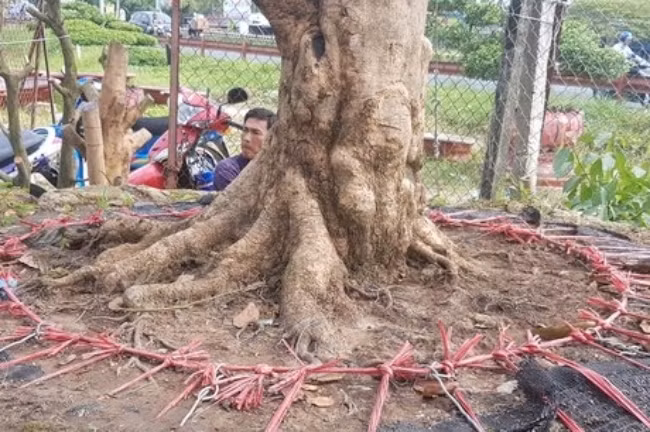 Đây được xem là gốc mai đẹp “độc nhất vô nhị “ ở Cần Thơ trong nhiều năm qua, đây cũng là cây mai có tuổi đời lâu nhất mà ông Phương từng sở hữu.