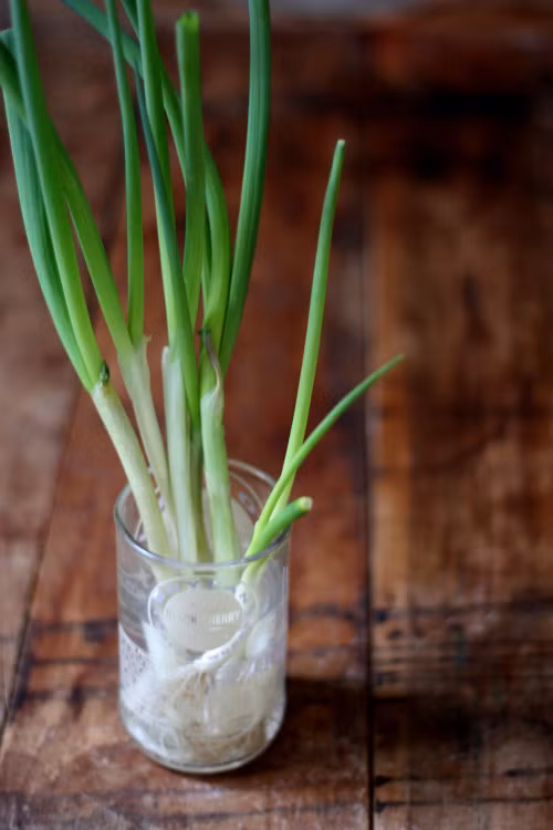 Loai rau gia vi de trong day lui ung thu, giup xuong chac khoe-Hinh-7