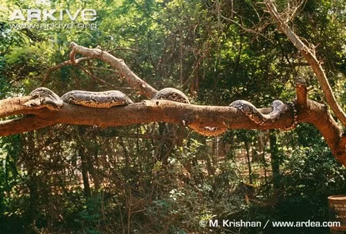 Khi săn mồi, trăn gấm thường giữ chặt con mồi bằng chiếc hàm sắc và khỏe, dùng cơ thể khổng lồ siết chặt con mồi tắt thở rồi mới buông lỏng và chén thịt. (Nguồn ảnh: flick, wikimedia, berkeley…).