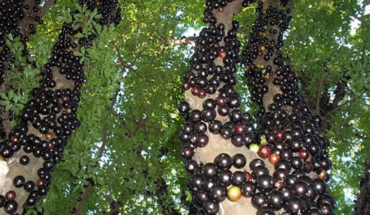 Plinia Cauliflora (nho thân gỗ) là một loại quả thuộc họ đào kim nương, có nguồn gốc từ Đông Nam Brazil. Trái khi chín màu tím, thịt trắng, vị ngọt thơm.