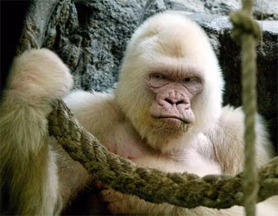 Trong ảnh là con gorilla bị bạch tạng tháng 9/2003, không lâu sau khi nó chết. Đây là con gorilla bạch tạng duy nhất ở vườn thú Barcelona, Tây Ban Nha.