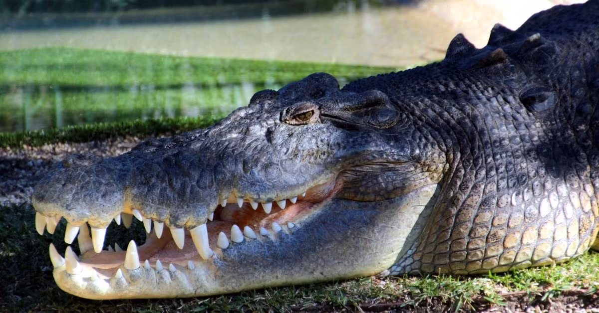 Đây là con cá sấu nước mặn có tên Elvis ở Reptile Park, Gosford. Những chiếc răng đó tạo ra lực cắn mạnh nhất thế giới. Ảnh: John Englart.