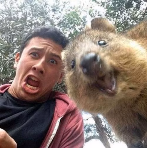 Một trong những đặc tính đáng yêu của Quokka, ngoài gương mặt dễ thương là chúng chung sống hòa bình với nhau, có thể vào các cửa hàng trên đảo Rottnest để chào hỏi loài người.