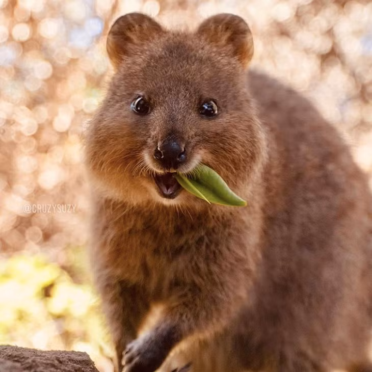 Ngoài tình mẫu tử gây "cảm lạnh", Quokka cũng nổi tiếng với khả năng nhịn ăn trong nhiều tuần. Điều này là nhờ chất béo dự trữ trong cái đuôi béo ú nu của chúng.