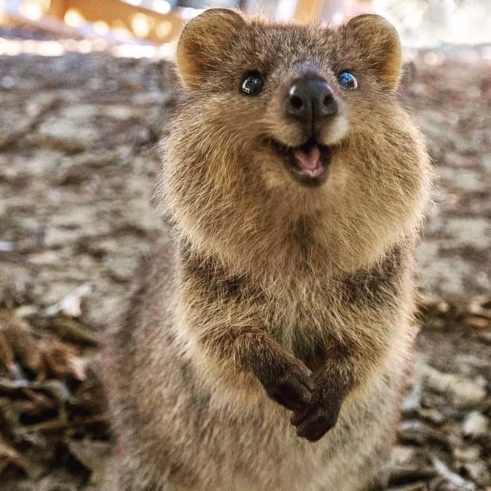  Quokka chỉ sống trên một số hòn đảo nhỏ của nước Úc, như đảo Rottnest và đảo Bald. Chúng có họ hàng với Kangaroo (còn gọi là Macropodidae). Ảnh: Grunge.