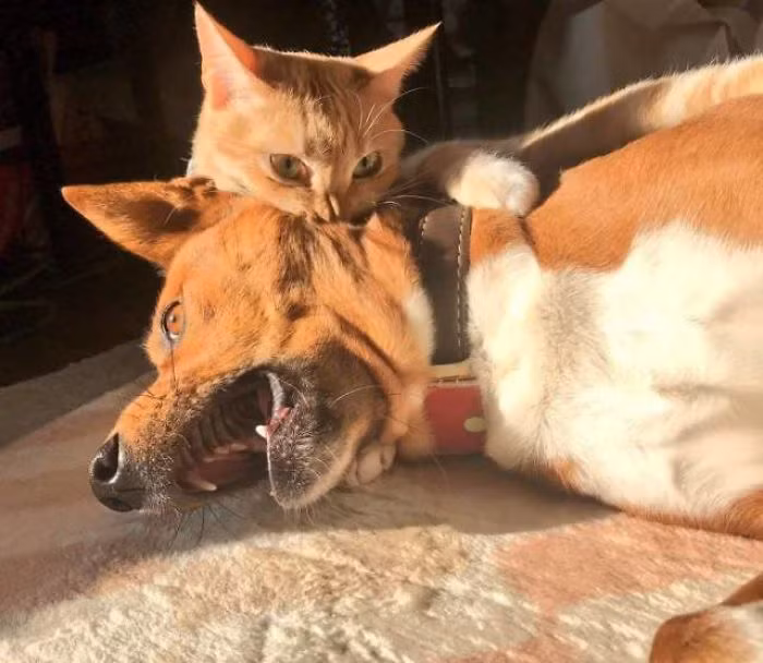 Ma cà rồng phiên bản mèo.