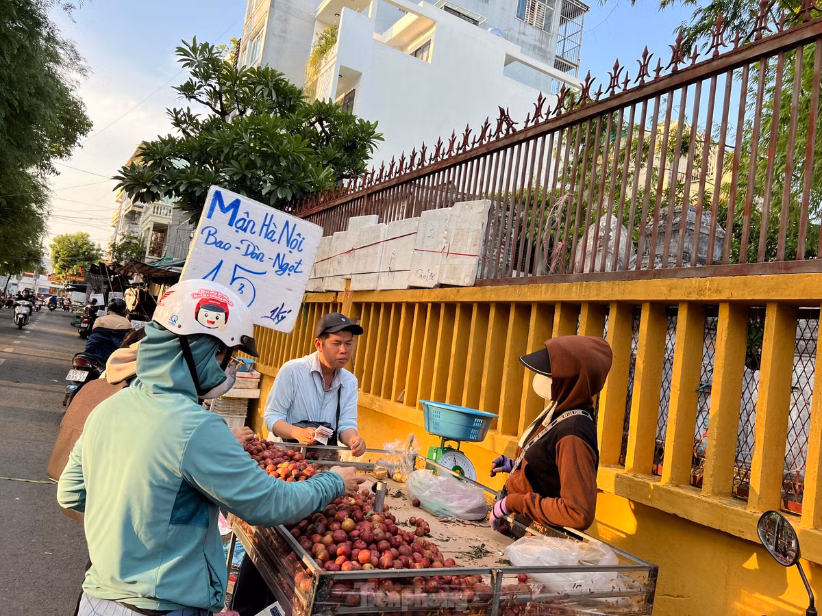 Trong khi đó, nhiều xe đẩy bán trái cây dạo rao bán giá mận hậu chỉ 15.000 đồng/kg. "Giá rẻ vì em "xả hàng" cho hết, chứ mấy hôm trước em bán giá gấp đôi là 30.000 đồng/kg. Đẩy hết hàng để còn lấy hàng mới bán, giữ giá cao hoài chắc... ôm luôn" - người phụ nữ bán mận dí dỏm nói. Tuy nhiên, theo quan sát của PV, mận hậu có giá rẻ do trái nhỏ, héo, nhiều quả xanh và chua...