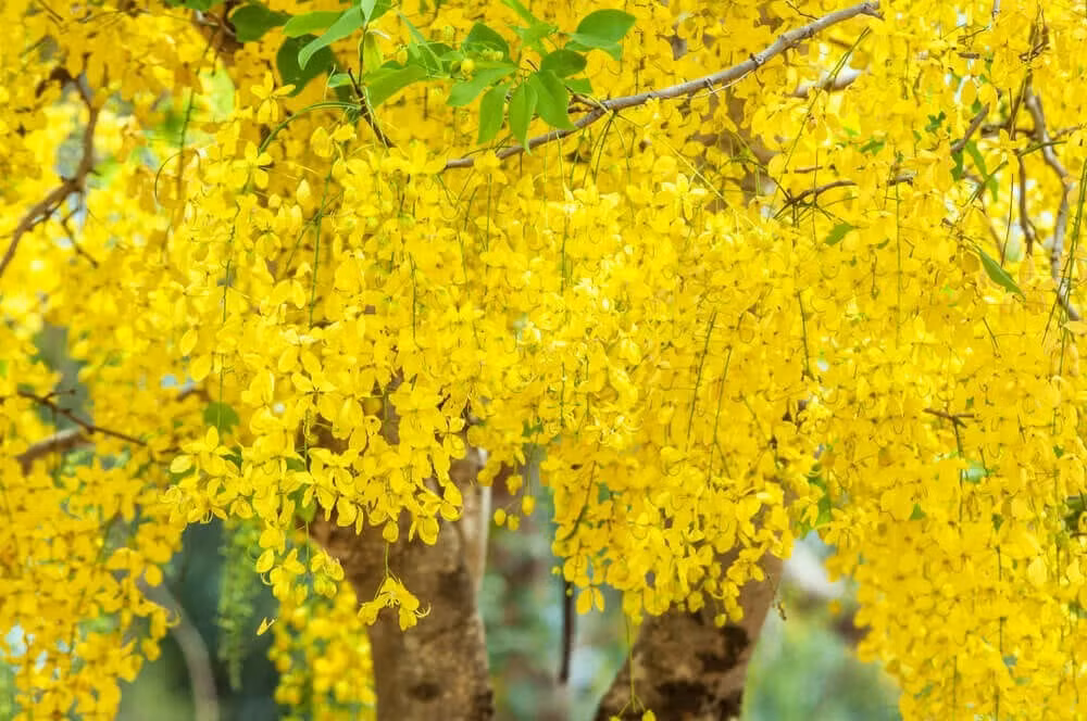  Cây cảnh này có thể trồng ở sân vườn hoặc trồng trong chậu làm cảnh. Với những cành rủ và mềm, chúng có thể tạo thành những mái vòm hoa vàng tuyệt đẹp.