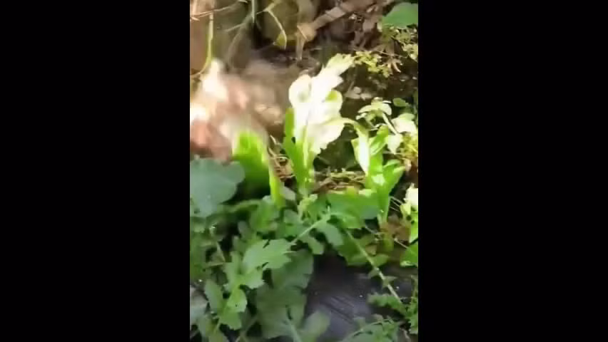 Video: Meo con nhanh nhen ha guc chuot to lon o vuon rau