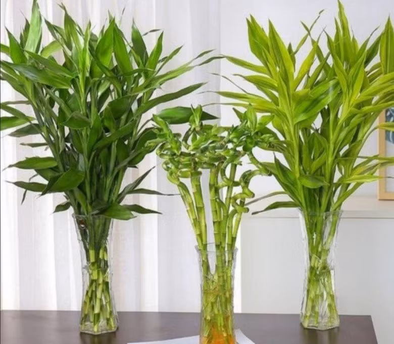  Với loại cây này, không được tiếp xúc với ánh sáng mạnh dễ bị cháy nắng. Khi trồng, bạn nên bón dinh dưỡng thích hợp, lá sẽ xanh tươi hơn. 
