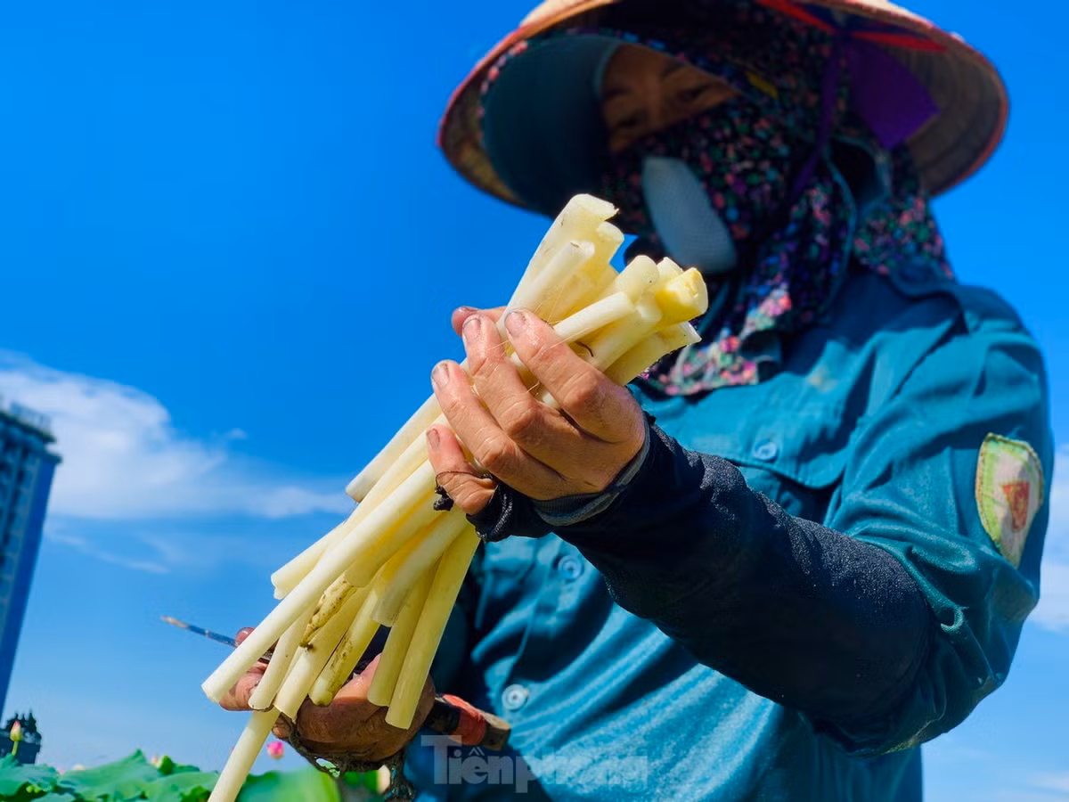 Loi bun lay ngo sen, nong dan kiem bon tien-Hinh-14