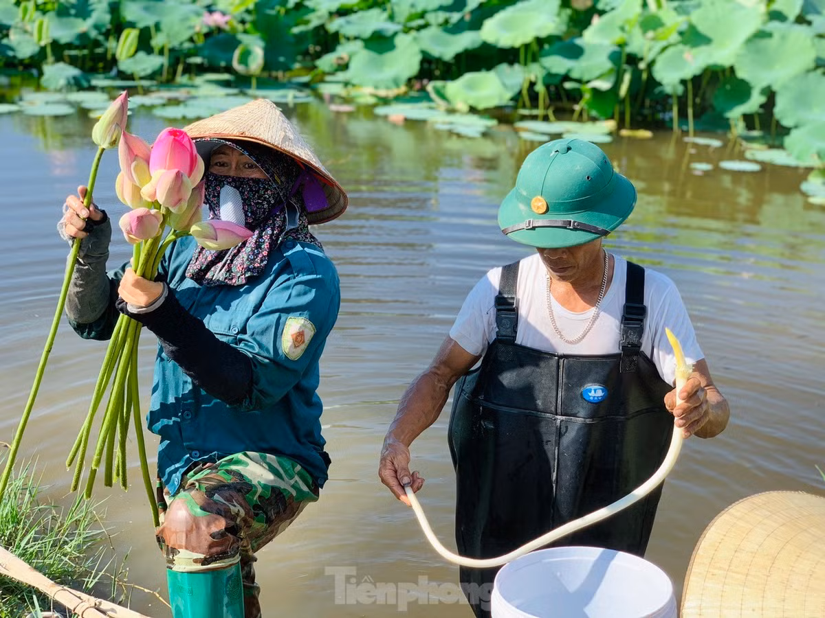 Loi bun lay ngo sen, nong dan kiem bon tien-Hinh-3