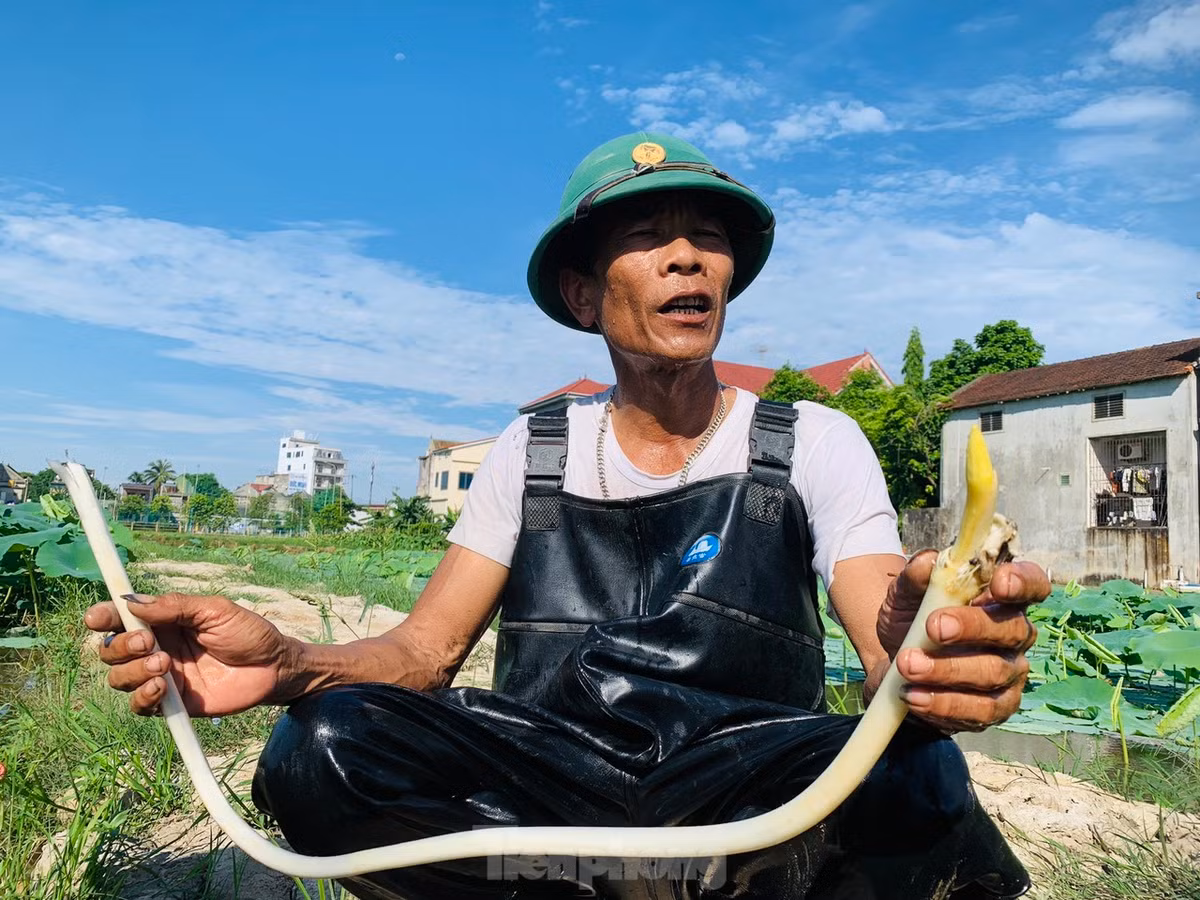 Loi bun lay ngo sen, nong dan kiem bon tien-Hinh-7
