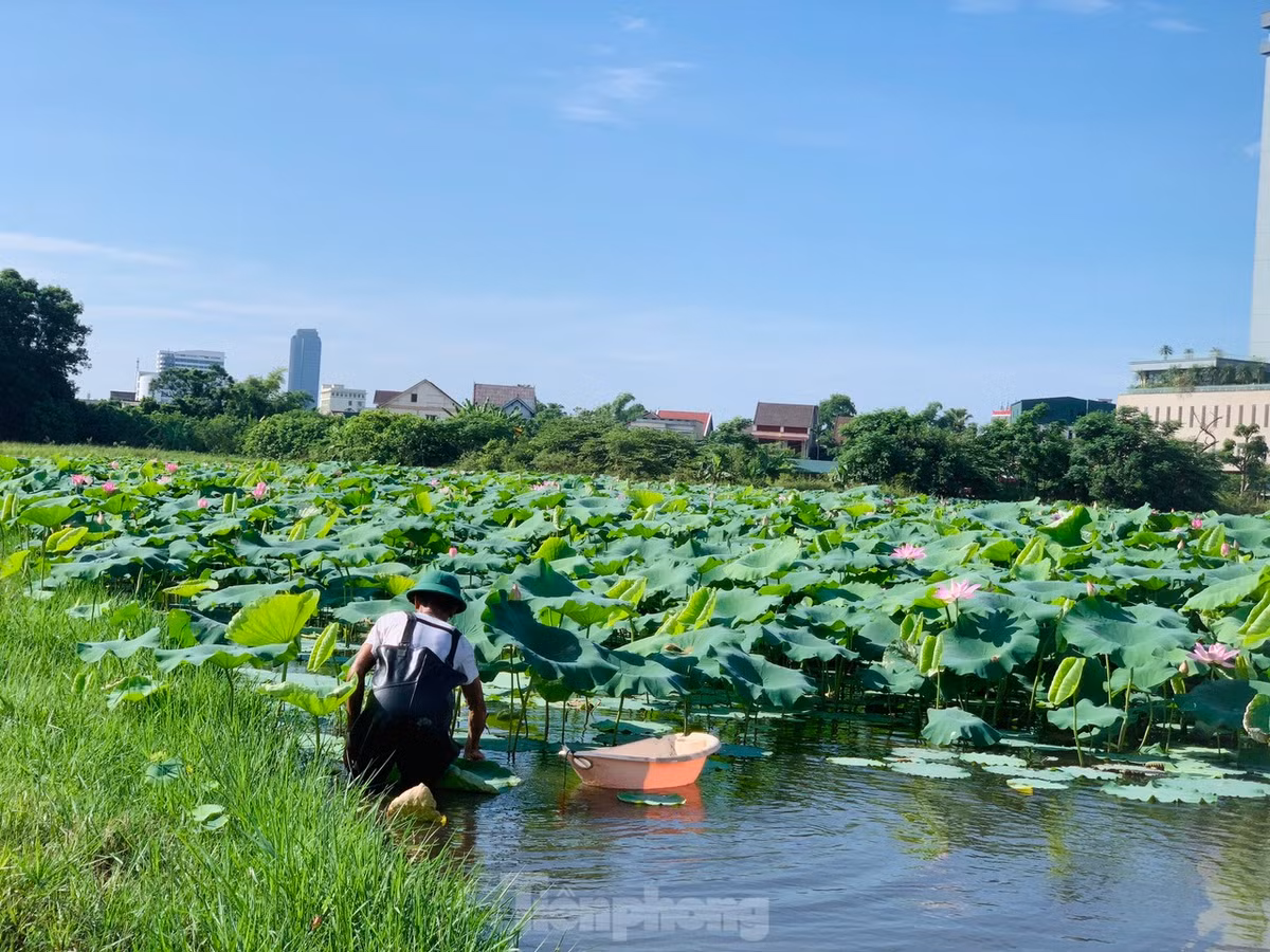 Loi bun lay ngo sen, nong dan kiem bon tien
