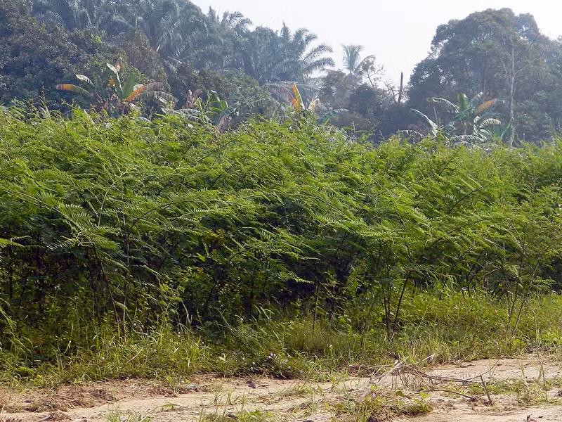 Loại cây dễ thích nghi môi trường và đặc biệt thích nơi ẩm bán ngập nước như đầm lầy, ruộng nước...
