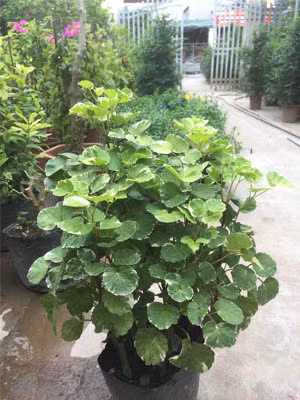 Đinh lăng lá đĩa thích môi trường ấm áp, ẩm ướt và nhiều nắng, ưa sáng và chịu bóng râm, không ưa nắng gắt trực tiếp, sợ lạnh. Nhiệt độ tăng trưởng thích hợp cho cây cảnh này là 22-28 độ và không được thấp dưới 10 độ C.