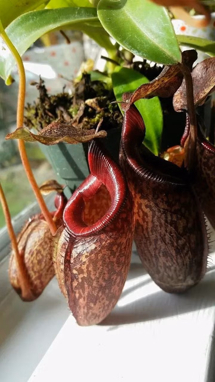 Cây nắp ấm Cây nắp ấm (Nepenthes mirabilis) là loài cây ăn thịt được hầu hết những người cây cảnh ưa thích, lá nào của nó cũng có thể mọc thành lồng, đặc biệt không kén môi trường, nhiều người yêu cây cảnh có thể nuôi trong nhà.