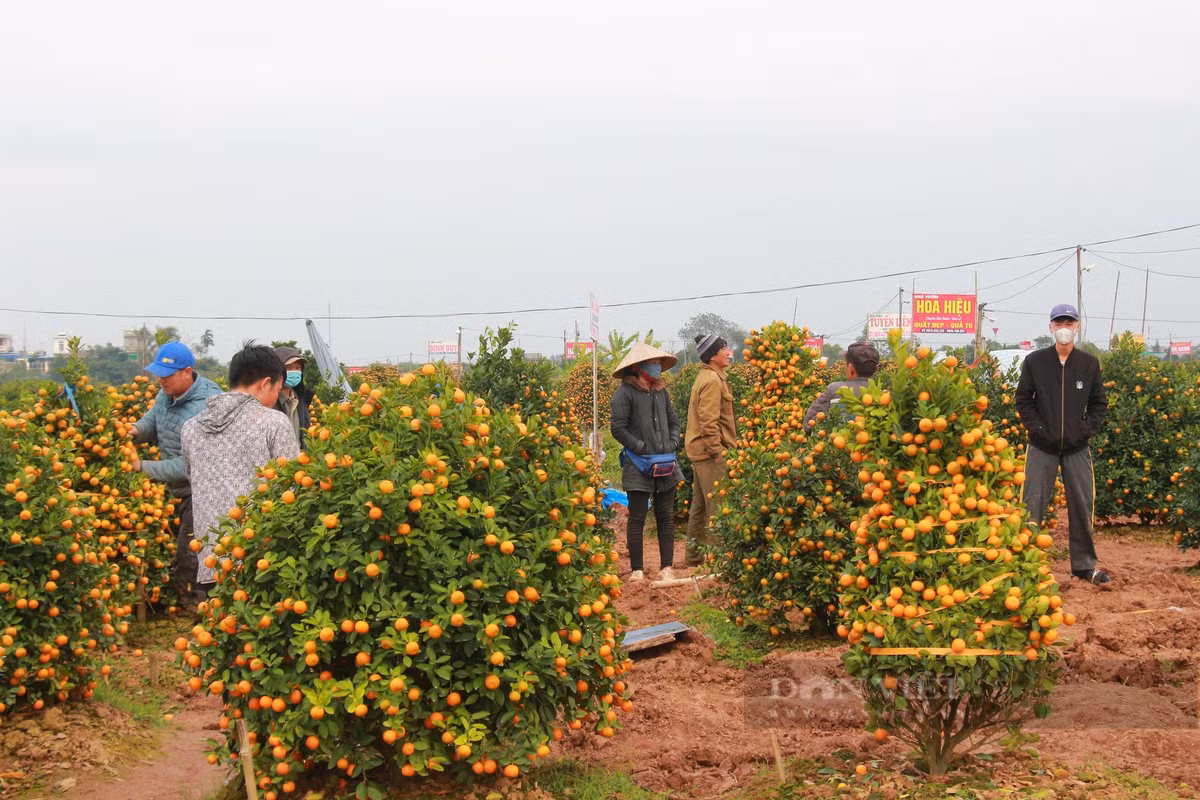 Quất tết tăng giá, làng trồng ở Nam Định được vụ - Hình 3 Quat tet tang gia, lang trong o Nam Dinh duoc vu-Hinh-3