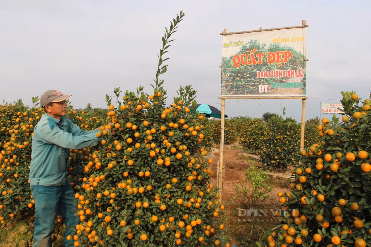 Quất tết tăng giá, làng trồng ở Nam Định được vụ Quat tet tang gia, lang trong o Nam Dinh duoc vu